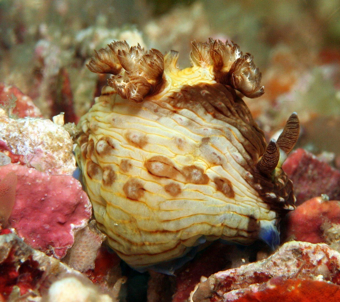 Nembrotha mullineri